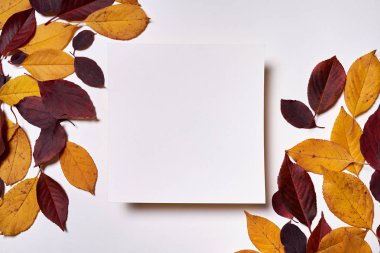 Sonbahar kompozisyonu. Çerçeve boş kağıt ve whit yaprakları yapılmış