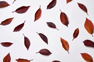 Beyaz backgr üzerinde sarı ve kırmızı yapraklarından yapılmış sonbahar kompozisyonu