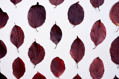 Sonbahar kompozisyonu. Beyaz arka planda kırmızı yapraklar. Sonbahar kavramı