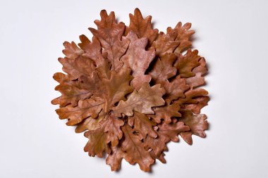 Beyaz arka plan üzerinde kurutulmuş meşe yapraklarından yapılmış sonbahar kompozisyonu.