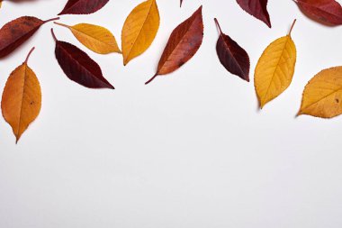 Sonbahar kompozisyonu. Beyaz üzerine sarı ve kırmızı yapraklardan yapılmış çerçeve