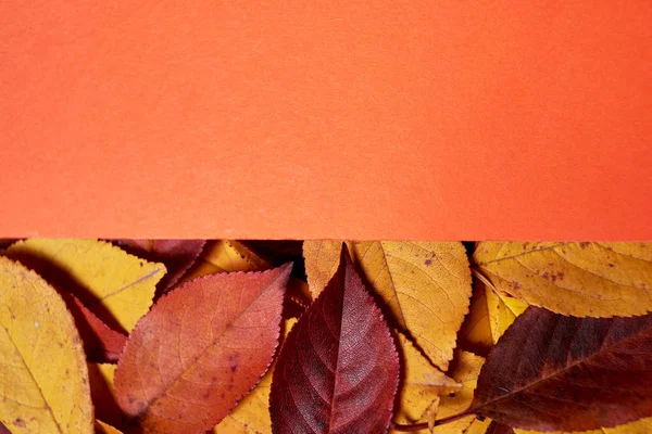 Kompozycja Jesienna. Rama wykonana z liści i pomarańczowego papieru ekspresyjne — Zdjęcie stockowe