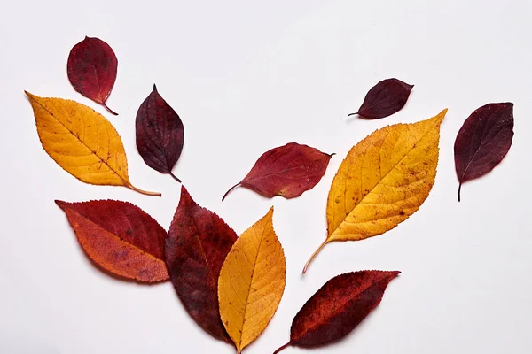 Autumn composition. Frame made of red and yellow leaves on white — Stock Photo, Image