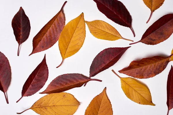 Herbstkomposition aus gelben und roten Blättern auf weißem Backgr — Stockfoto