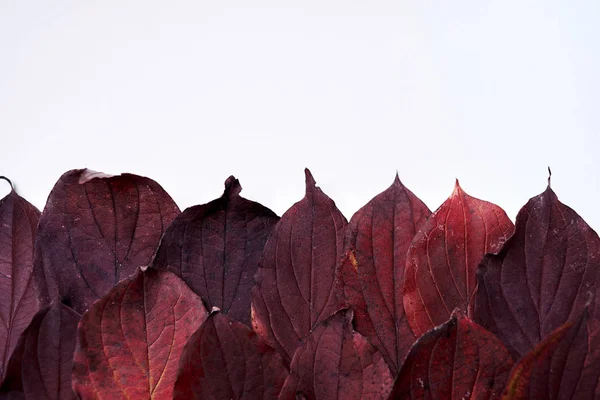 Herbstkomposition. Rahmen aus roten Blättern auf weißem Hintergrund — Stockfoto