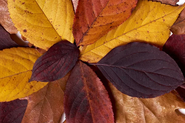 Herbstkomposition aus getrockneten gelben und roten Blättern auf weißen — Stockfoto