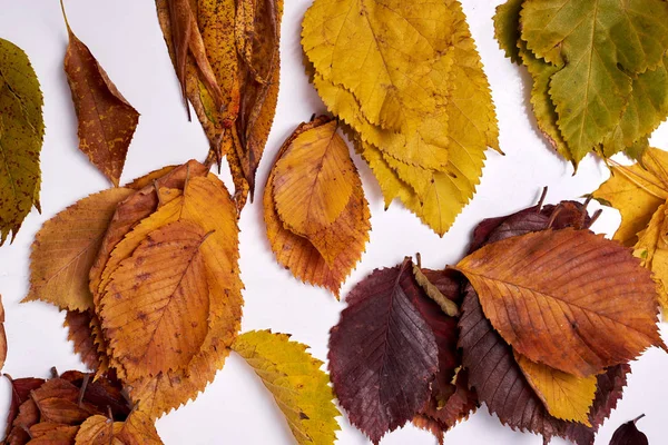 Herbstkomposition aus Blättern auf weißem Hintergrund. Herbst und Winter — Stockfoto