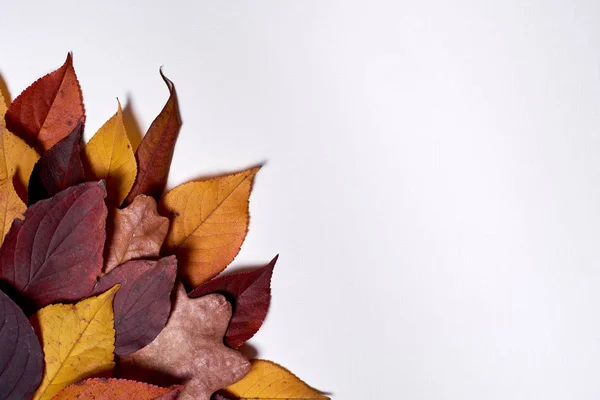 Autumn composition. Frame made of dried yellow and red leaves on — Stock Photo, Image