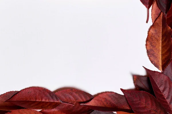 Herbstkomposition. Rahmen aus gelben und roten Blättern auf weißem Grund — Stockfoto