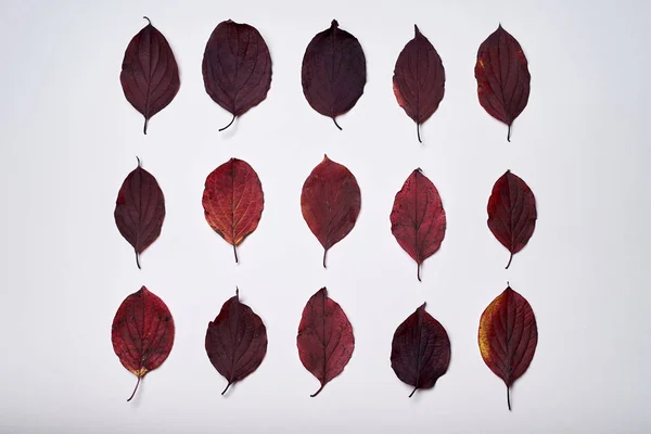 Composición otoñal de hojas rojas de otoño sobre fondo blanco —  Fotos de Stock