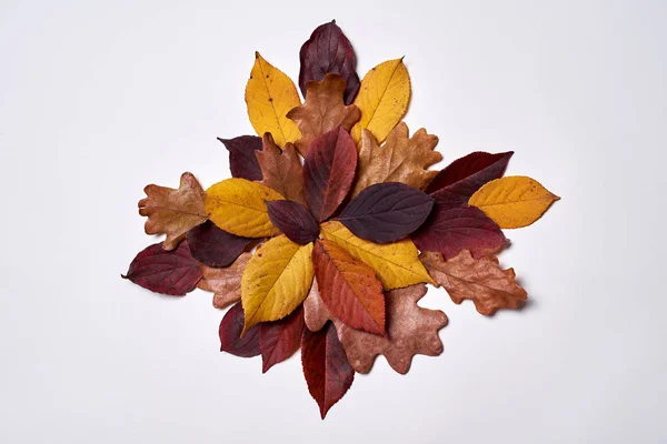 Autumn composition made of dried yellow and red leaves on white — Stock Photo, Image