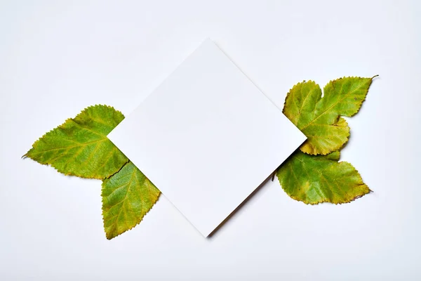 Composición de otoño. Marco de papel en blanco y hojas verdes o —  Fotos de Stock