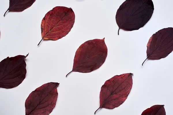 Autumn composition made of red autumn leaves on white background — Stock Photo, Image