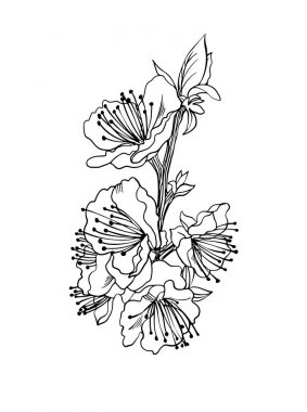  Çizgi kroki stilinde kayısı çiçekleri. 