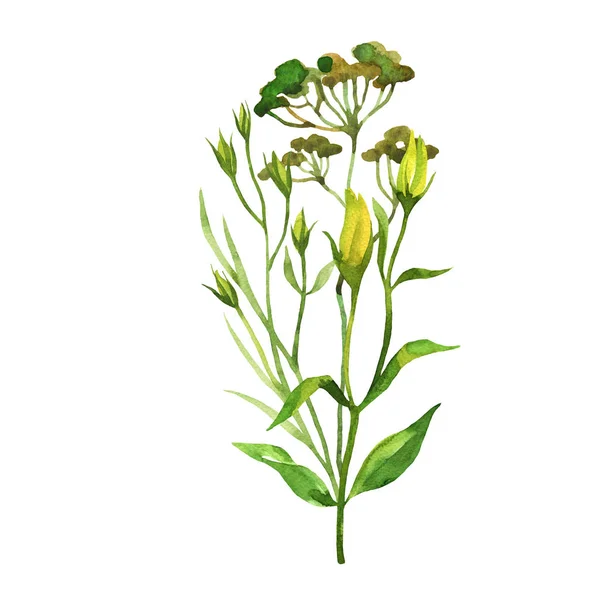 Buds e folhas de flor eustoma na mão desenhado estilo esboço — Fotografia de Stock