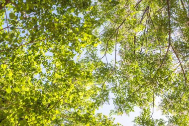 İngiltere'de ormanda ağaçların havai görünümü