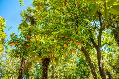 Portakal ağaçlarının meyveleriyle dallar, Sevilla, İspanya