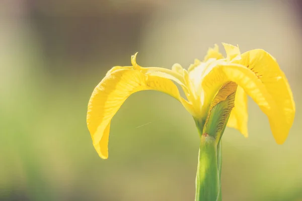 Vild Gul Flagga Iris Trädgården Damm Närbild — Stockfoto