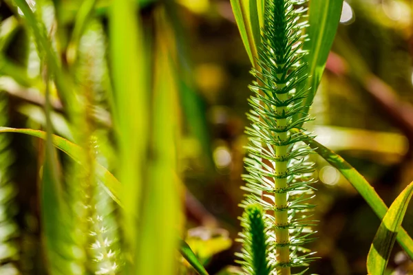 Close Prachtige Waterplanten Tuin Vijver Zonnige Dag — Stockfoto