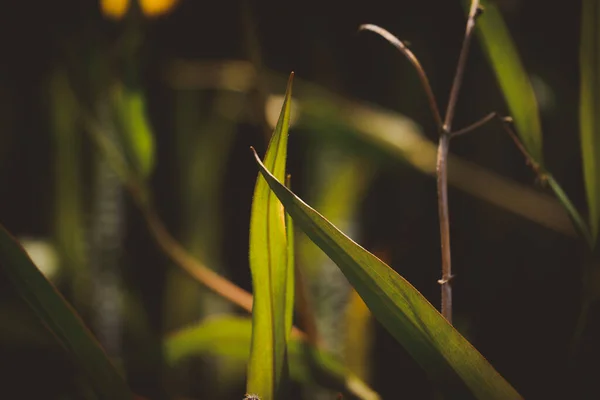 Folhas Íris Belo Fundo Verde — Fotografia de Stock