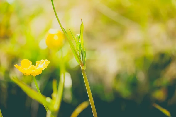 Primer Plano Una Flor Common Buttercup Día Soleado — Foto de Stock