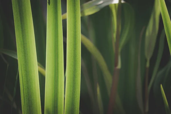 Iris Bladeren Mooie Groene Achtergrond — Stockfoto