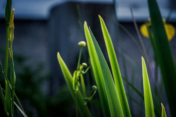 Iris Bladeren Mooie Groene Achtergrond — Stockfoto