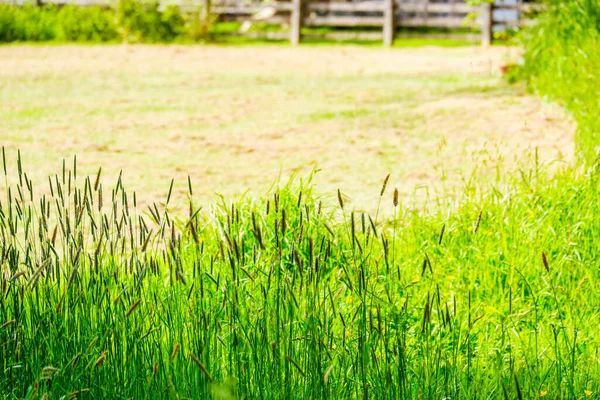 Feather grass at the edge of a field on a sunny day