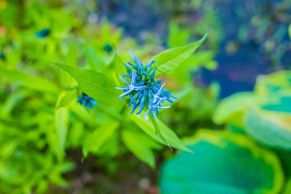 Wschodni Niebieski Gwiazda Kwiat Głowa Blisko Górę Pobliżu Staw — Zdjęcie stockowe