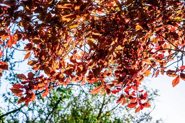 Buk Listy Podzimních Barvách — Stock fotografie