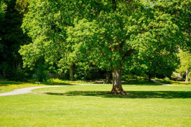 Kendal Cumbria 'da bir parkta büyük bir kül ağacı