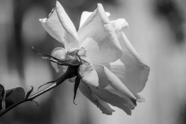 Einzelne Schwarze Und Weiße Rose Mit Verschwommenem Hintergrund — Stockfoto