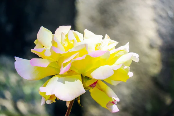 Vackra Gula Ros Blommor Trädgården Storbritannien — Stockfoto
