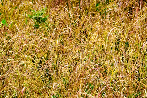 Patch Gold Red Topped Swtichgrass Reino Unido — Fotografia de Stock