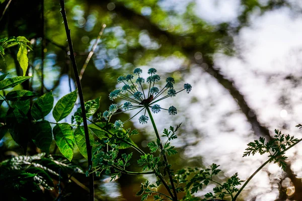 Planta Medicinal Creciendo Siberia Yarrow Achillea Millefolium Flores Grandes —  Fotos de Stock