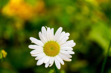Papatya çiçekleri. Oxeye papatya, Leucanthemum vulgare, papatyalar Köpek papatyası