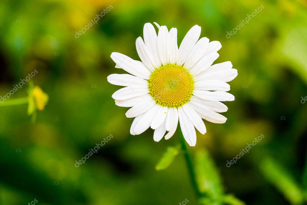 Flowering of daisies. Oxeye daisy, Leucanthemum vulgare, daisies Dog daisy Moon daisy