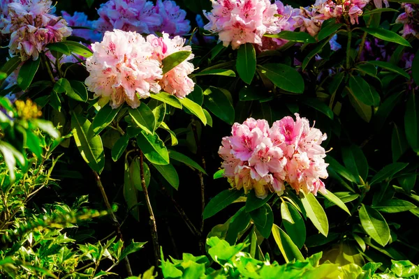 Rhododendron Bush Beautiful Pink Flower — Stock Photo, Image