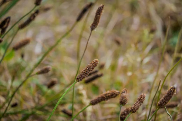 Carex Limosa Рослина Червоною Головою Довгим Стеблом — стокове фото