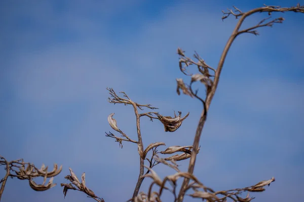 Caule Flor Alta Agave Planta Depois Florescer Contra Céu Azul — Fotografia de Stock