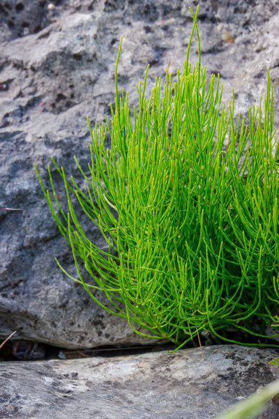 Зеленый мормонский чай в саду с травами
