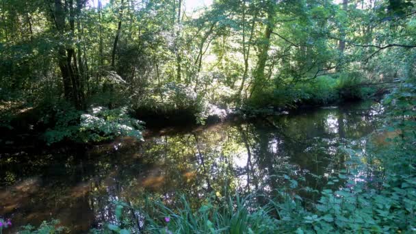 Vidéo River Bela Qui Coule Travers Des Bancs Bordés Arbres — Video