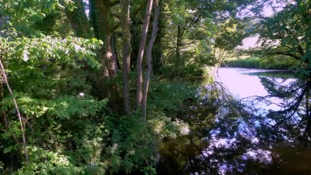 Vidéo River Bela Qui Coule Travers Des Bancs Bordés Arbres — Video