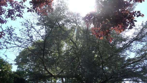 Napsugarak Ragyognak Buja Zöld Levelek Ágak Lombkoronák — Stock videók