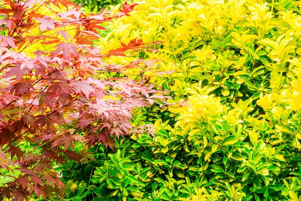 Golden Privet as a Eyecatcher in front garden UK — Stock Image Golden Privet Eyecatcher Front Garden Stock Image