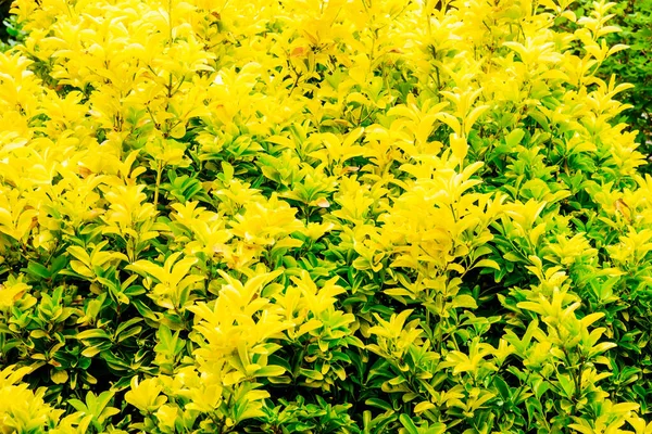Golden Privet as a Eyecatcher in front garden UK — Stock Image Golden Privet Eyecatcher Front Garden Stock Picture