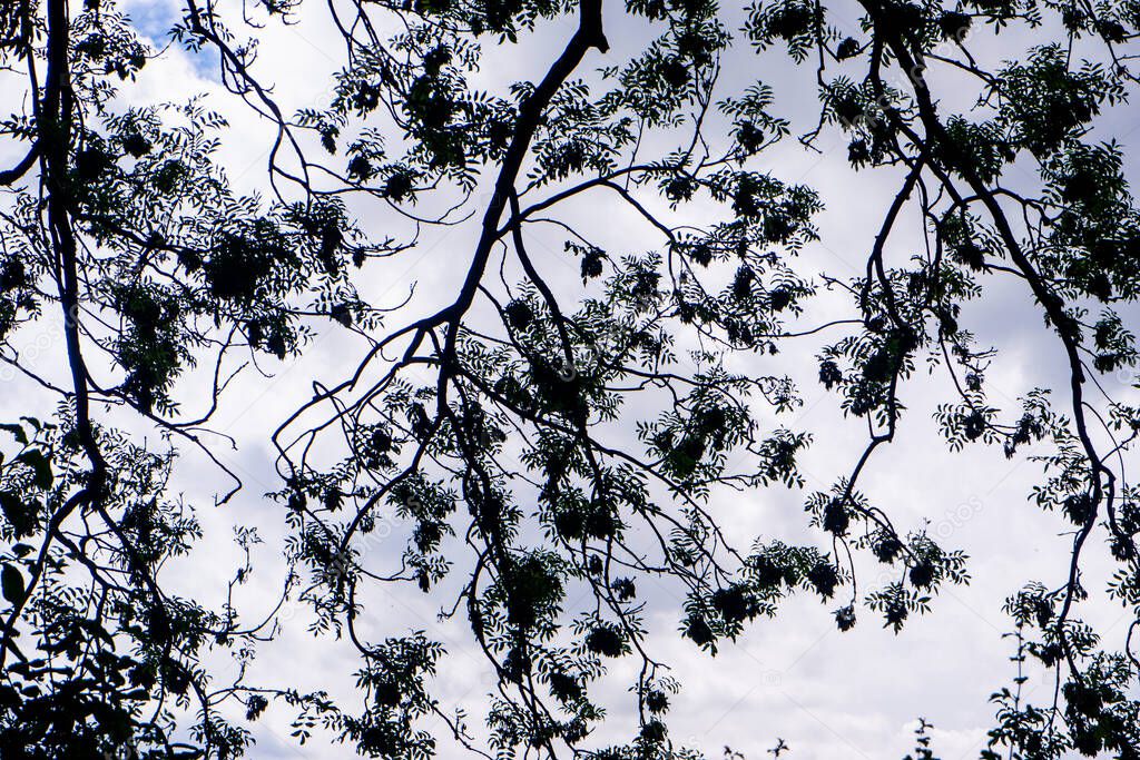 leaves and branches with a cloudy sky in the background