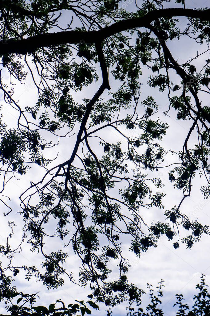leaves and branches with a cloudy sky in the background