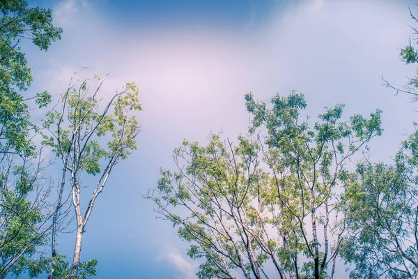 Canopy Árbol Iluminado Por Sol Salpicado Luz Dorada Cielo Azul —  Fotos de Stock