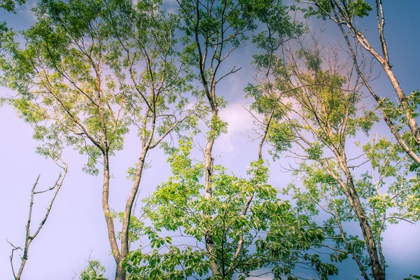 Canopy Árvore Sunlit Dappled Com Luz Dourada Céu Azul — Fotografia de Stock